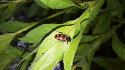 Réf. 186 623 : Trichodes alvearius